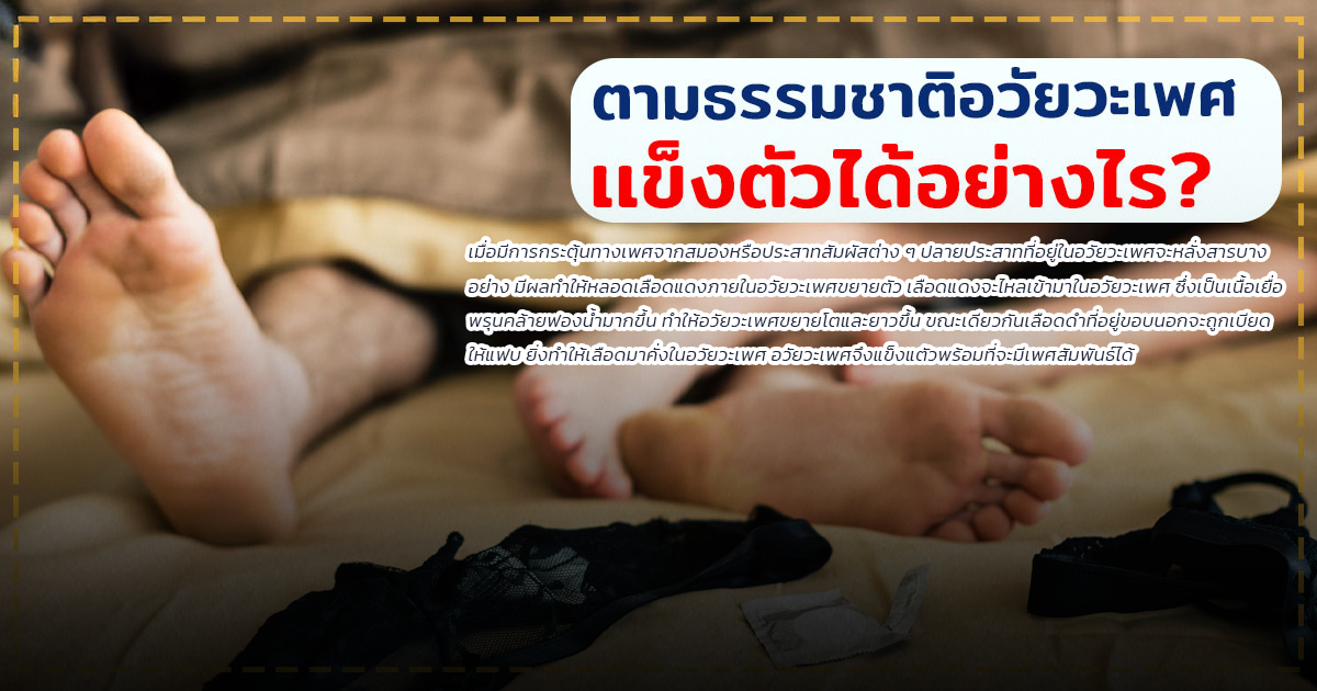 นกเขาไม่ขัน